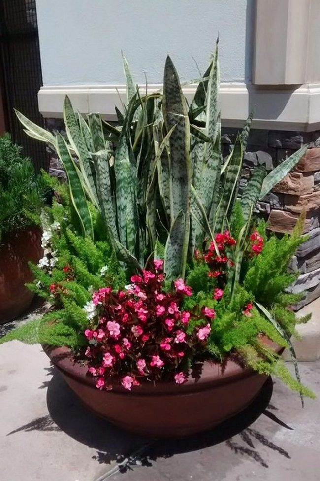 Pink Begonias With Cascading Green Texture