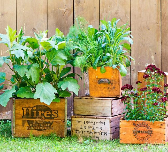 Wooden Crates, Living Blooms