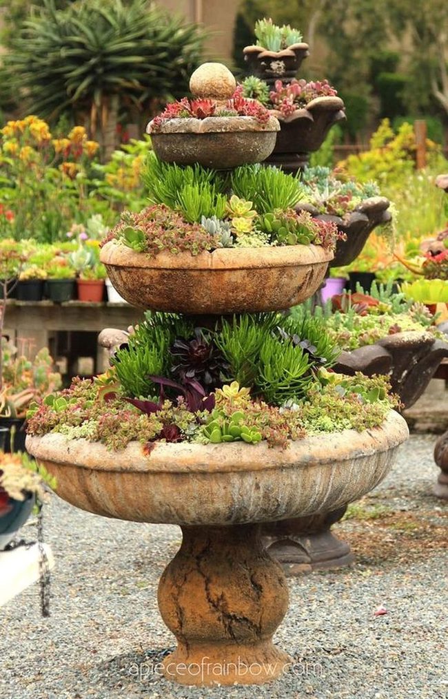 Living Succulents In Weathered Stone