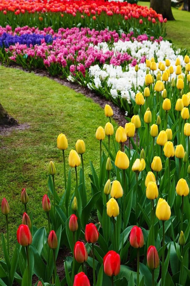 Layered Red And Yellow Tulips