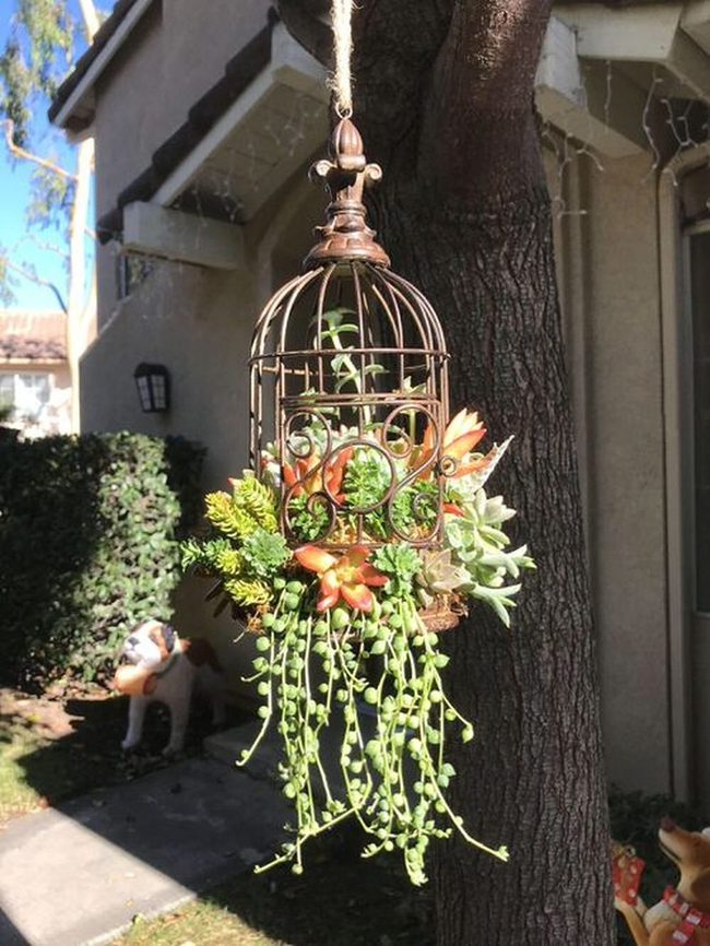 Metal Cages, Living Succulents