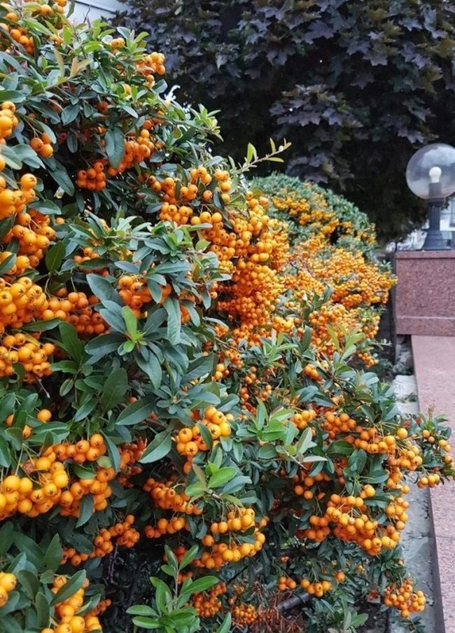 Orange Berries Against Purple Trees