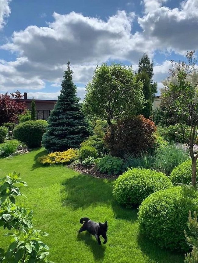 Black Cat Among Sunny Garden Greens