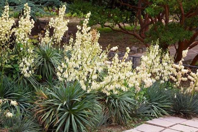 Spiky Yucca Architectural Garden Statement