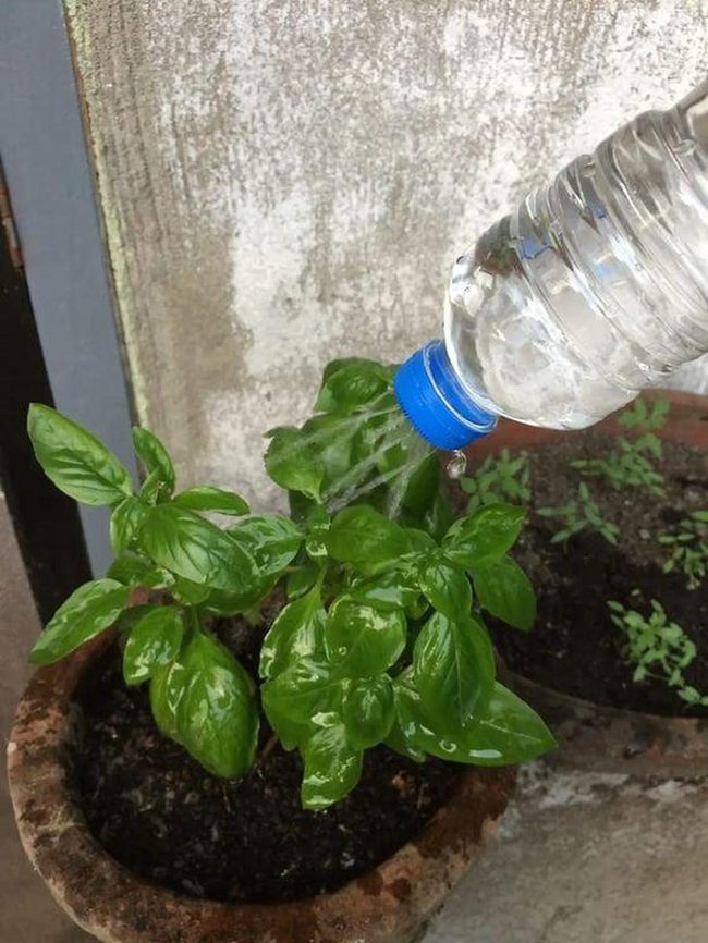 Vertical Green Wall Garden