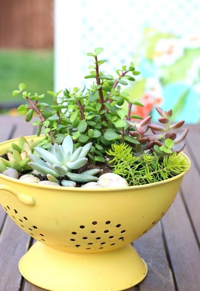 Metal Colanders Holding Cascading Succulents