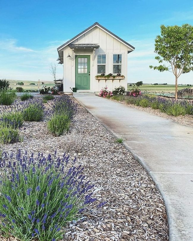 Purple Lavender Desert Garden