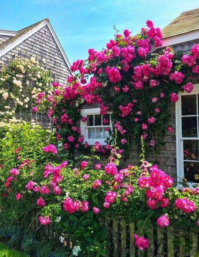 Blooming Gateway Privacy Screen