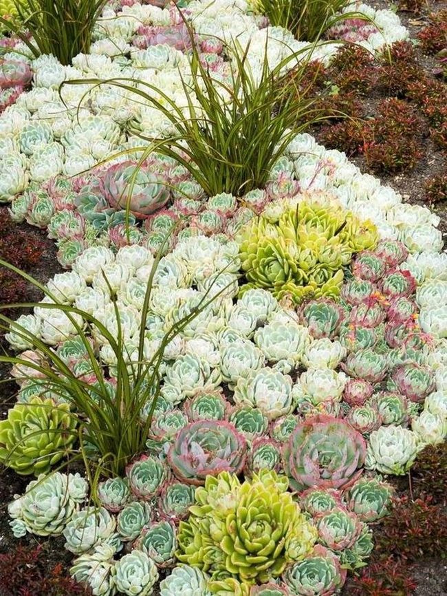 Pink Green Succulent Garden