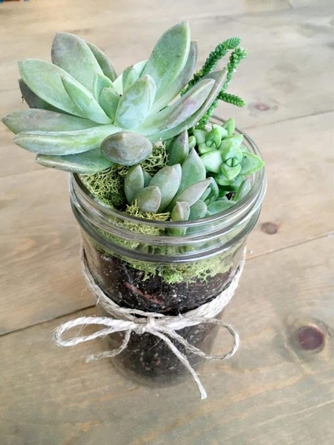 Tiny Succulents In Glass Jars