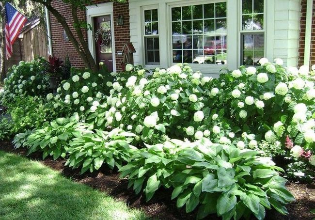 Leafy Plants Create Instant Garden Fullness