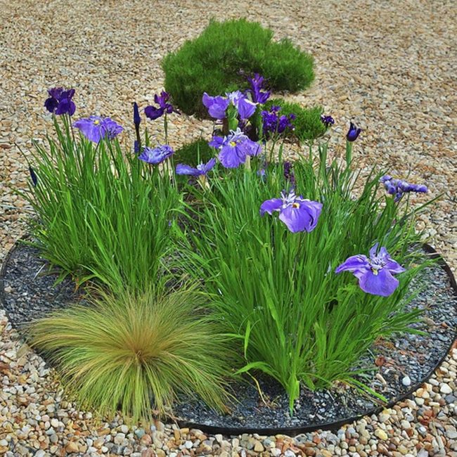 Red Maple Island With Stone Lantern