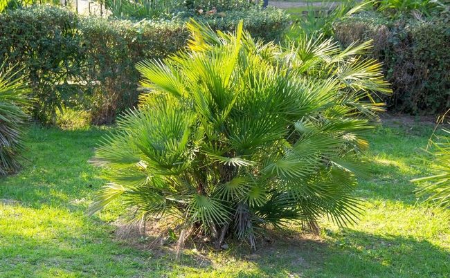 Silver-Green Fan Palm Beauty