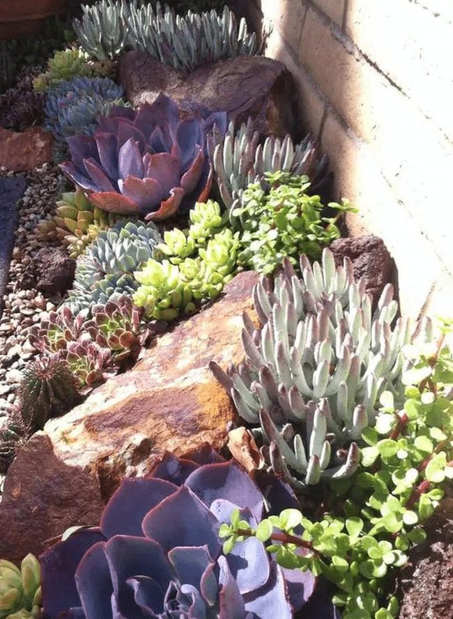 Spiky And Rounded Desert Succulents