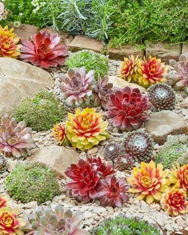 Red And Yellow Succulents With Stone