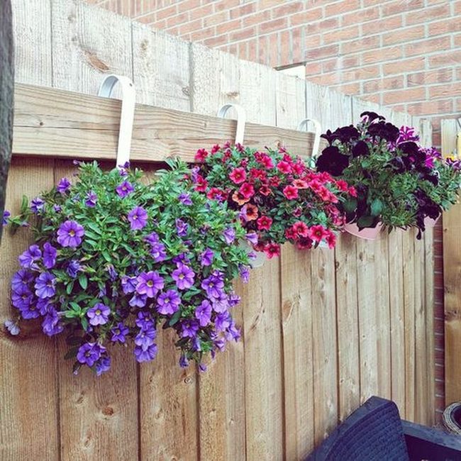 Teal And Orange Fence Garden