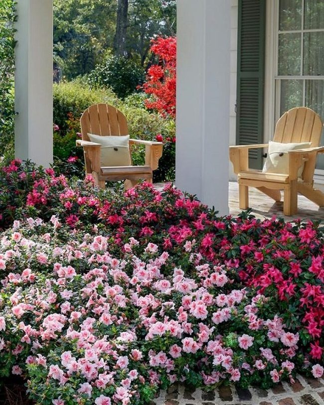 Pink Azalea Spring Entrance