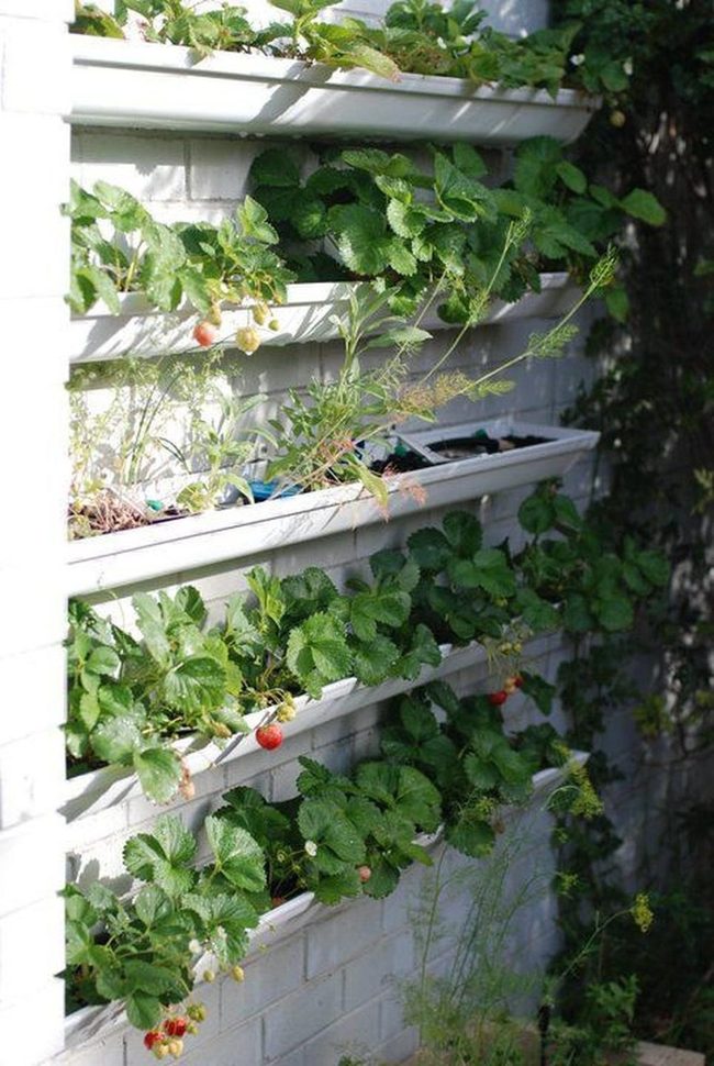 White Planters, Cascading Strawberries, Living Wall