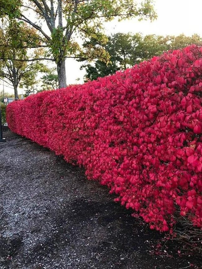 Red Hedges Frame The Gravel Journey