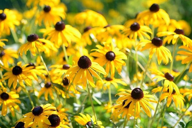Yellow Wildflowers, Brown Centers, Long Bloom