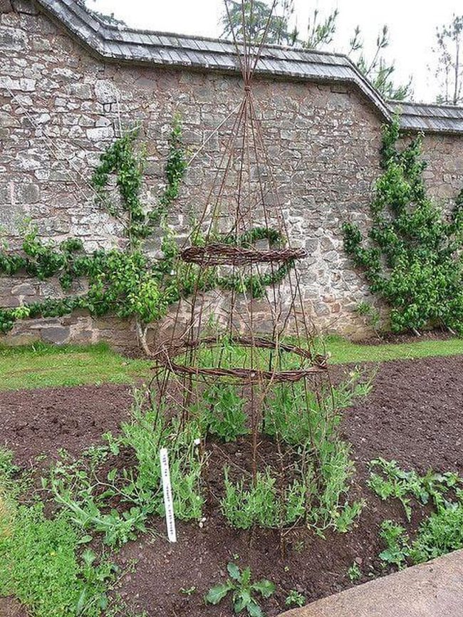 Climbing Sweet Peas With Strong Support