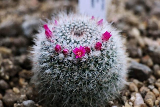 Magenta Blooms White Spikes