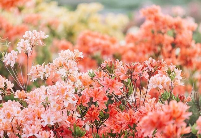 Coral Pink Azaleas For Shaded Gardens