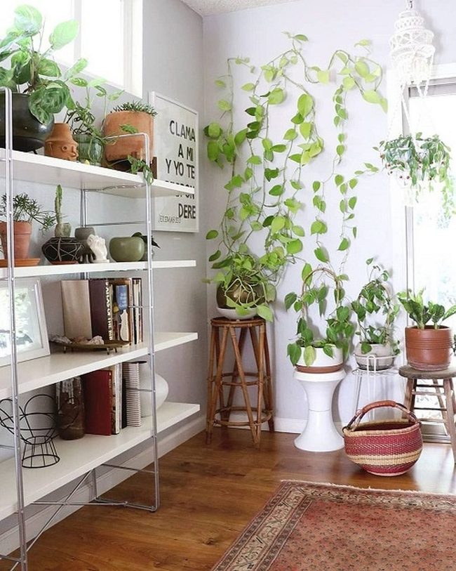 Cascading Green Wall Vines