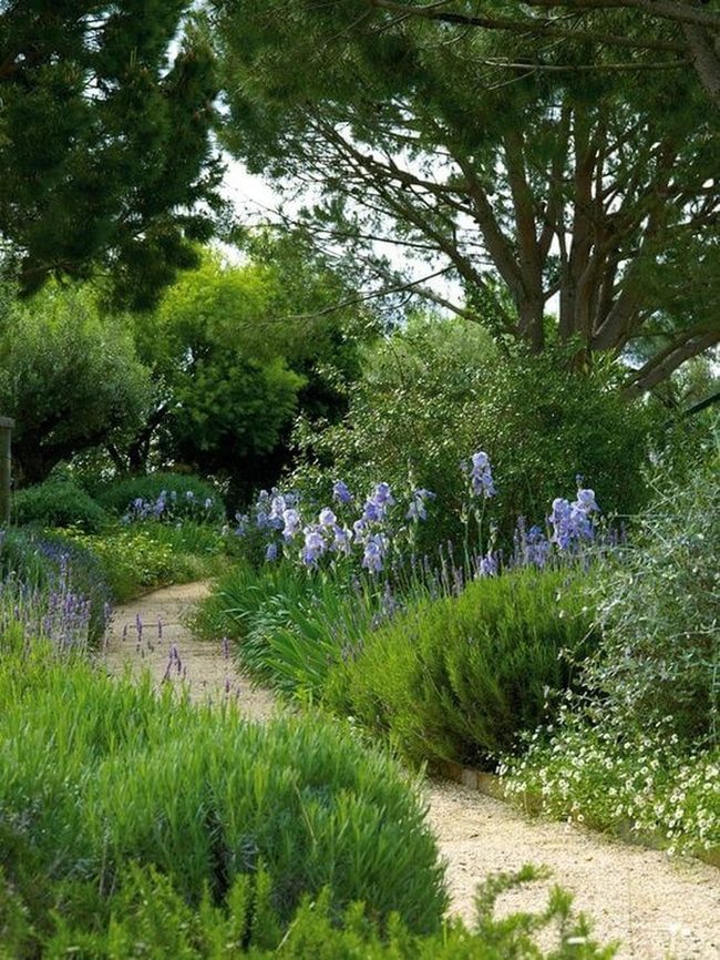 Purple Wildflowers Along Green Garden Path