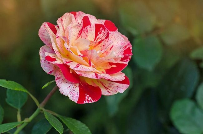 Red And White Striped Roses
