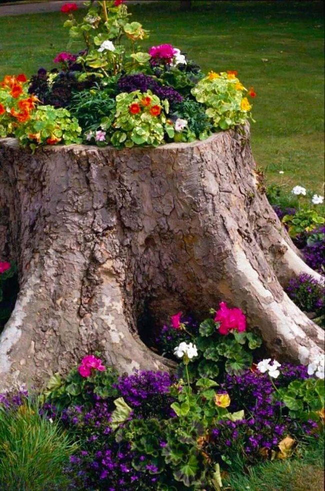 Hollowed Wood, Blooming Petunias