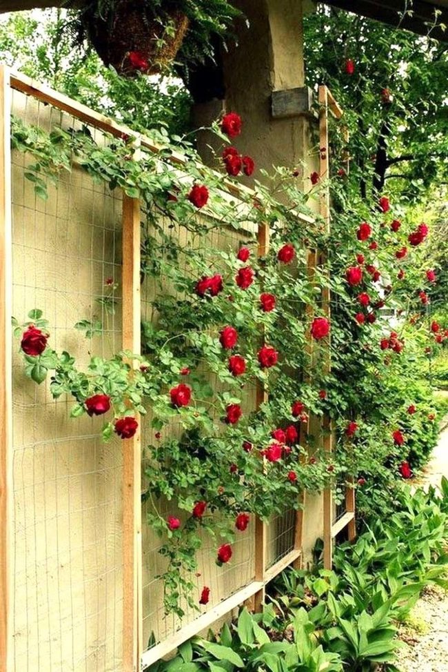 Roses Climbing Vertical Garden Walls