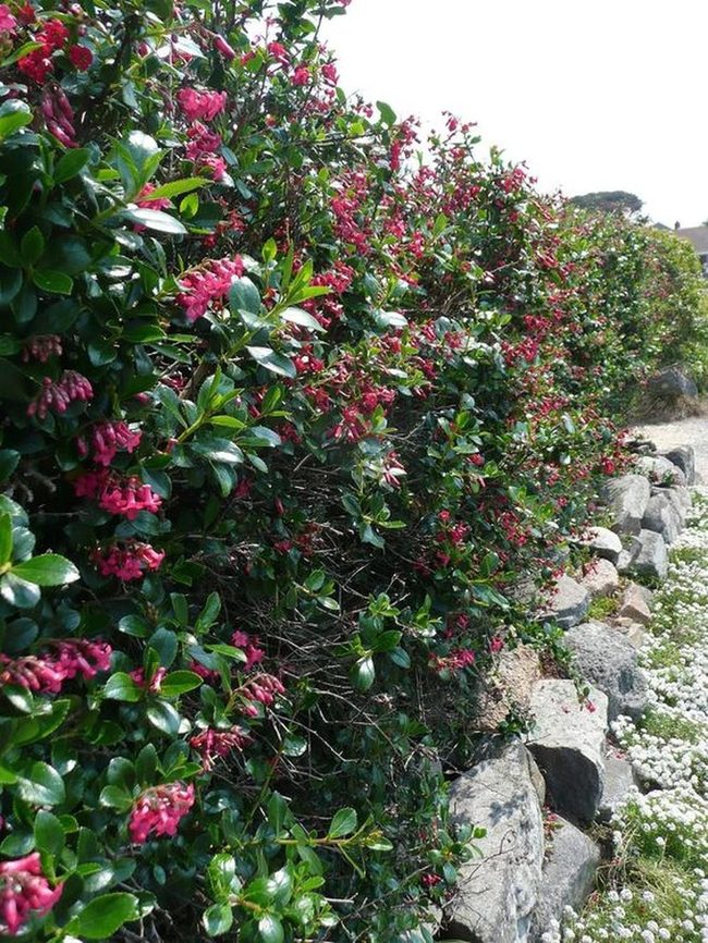 Pink Blooms Between Stone And Green