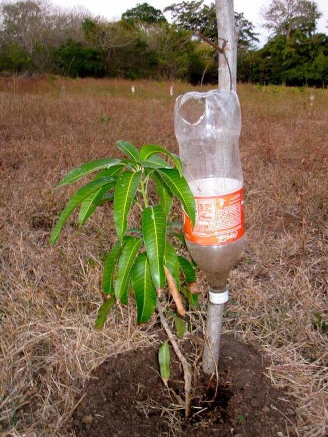 Gravity-Fed Garden Drip System