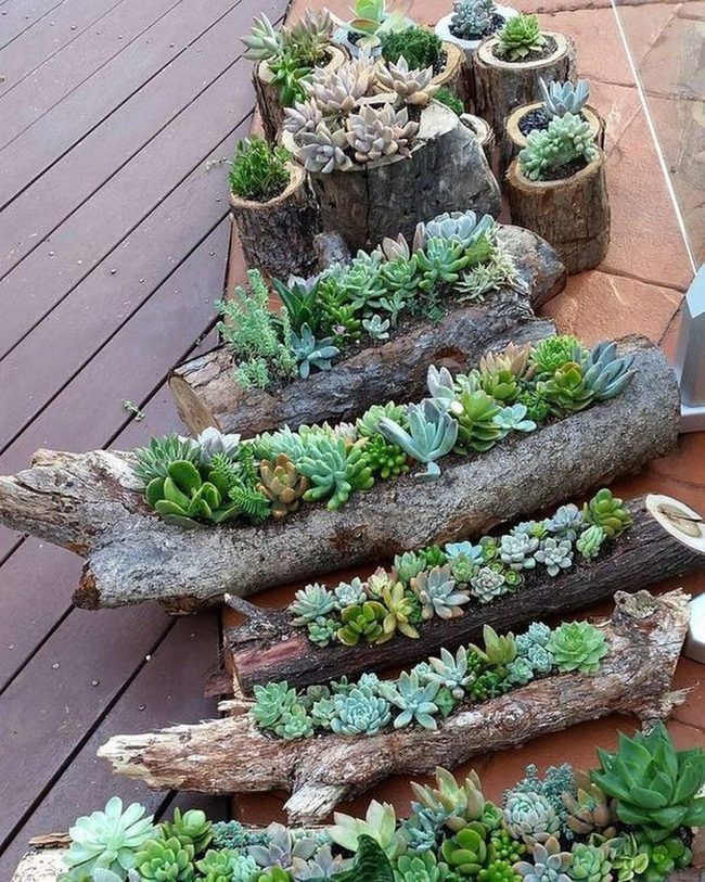 Hollow Branches Hold Living Succulents