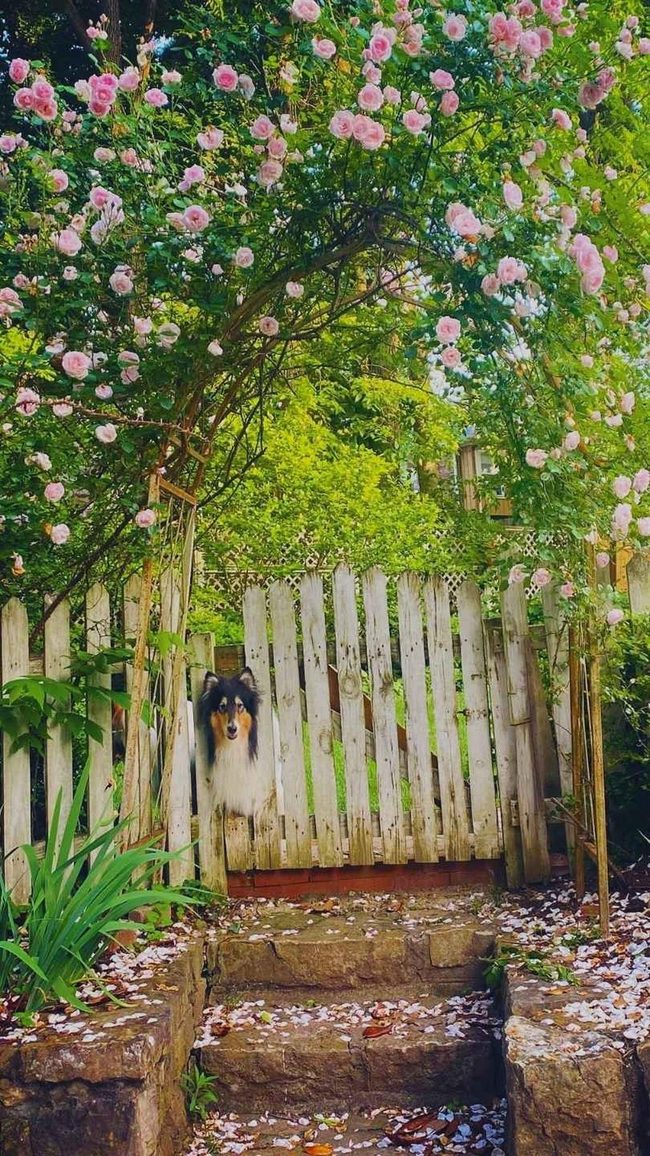 Concealed Outdoor Gate Entry