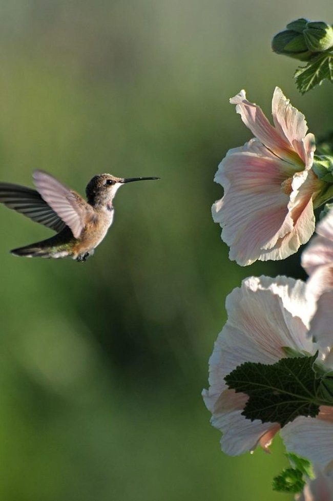 Hummingbird At Pink Bloom