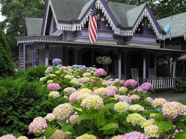 Blue Purple Hydrangea Foundations