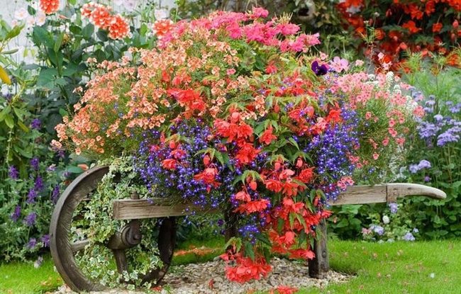 Rusty Wheelbarrow Overflowing With Cascading Blooms
