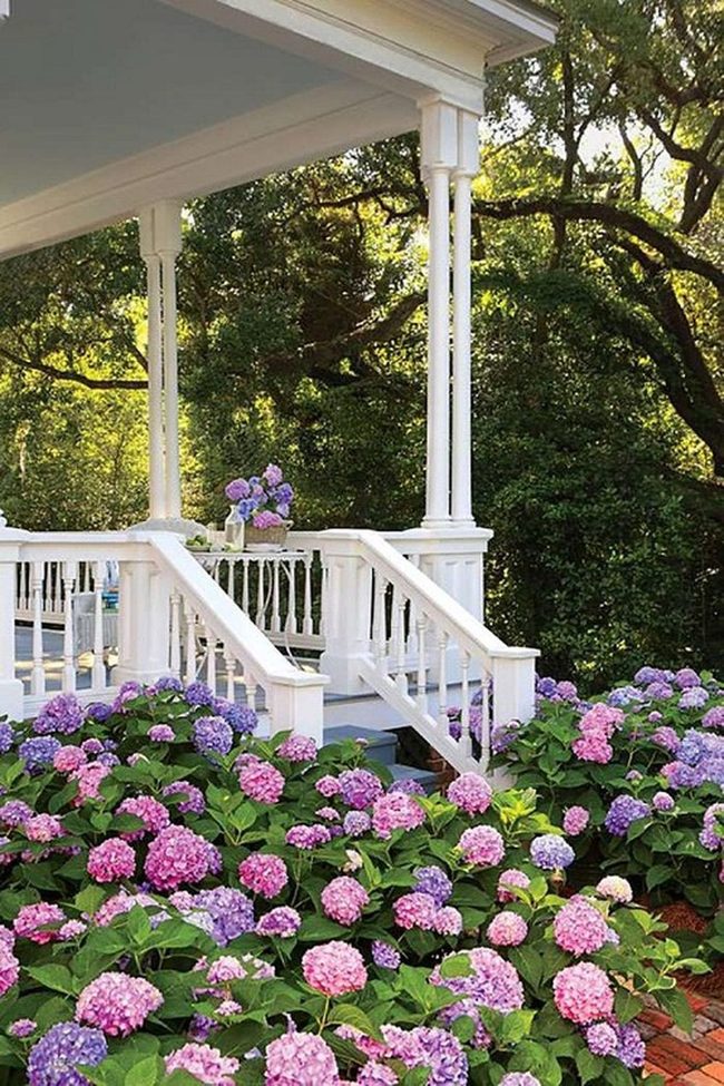 Entrance Hydrangeas Year-Round Color