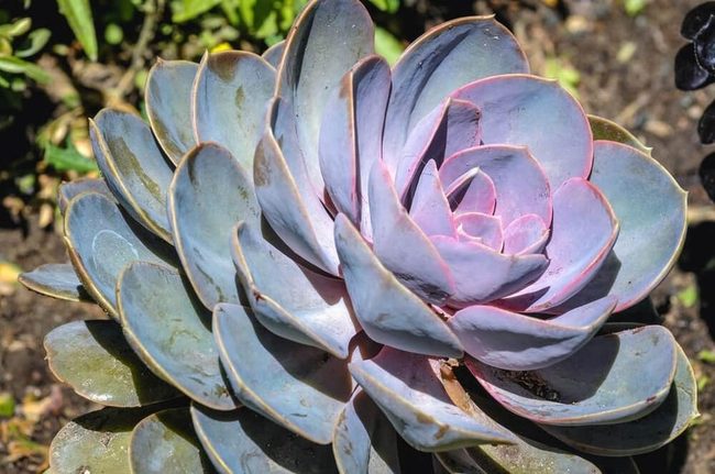 Blue-Green Spiral Succulents