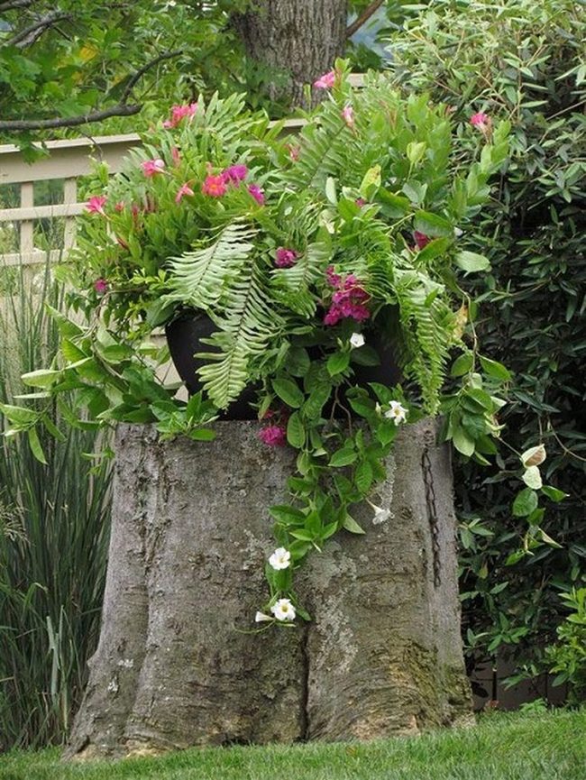 Raw Wood Plant Pedestal
