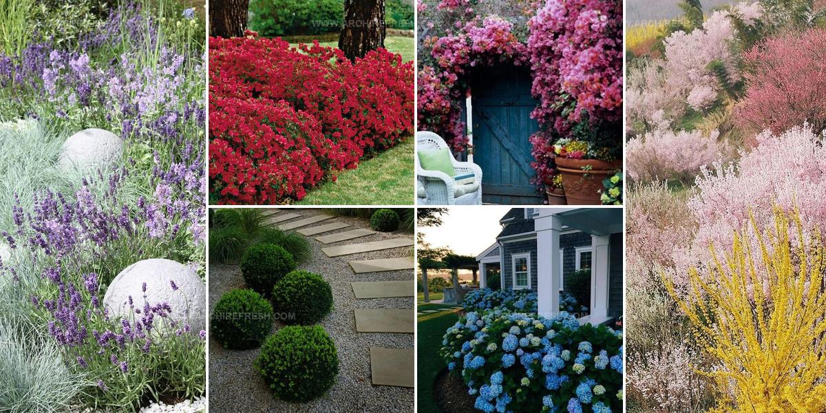 8682478 Shrub Landscaping Ideas