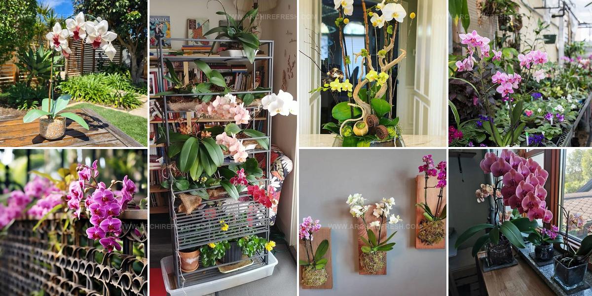 8106148 Orchid Arrangement Ideas
