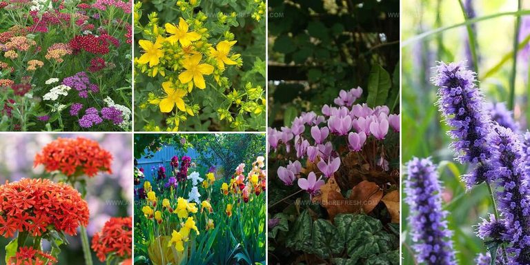 9977722 Deer Resistant Perennials For Gardens