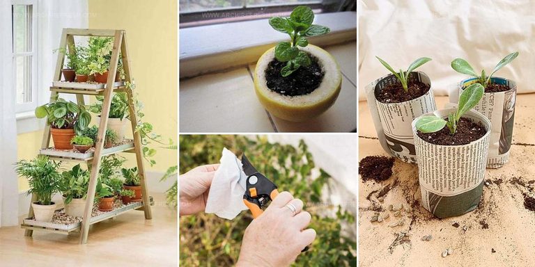 2335575 Gardening Tips For Thriving Plants
