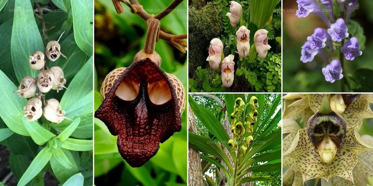 6814166 Skull Shaped Flower Ideas