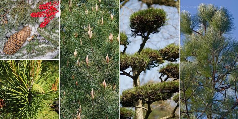 3847958 Pine Tree Landscaping Ideas