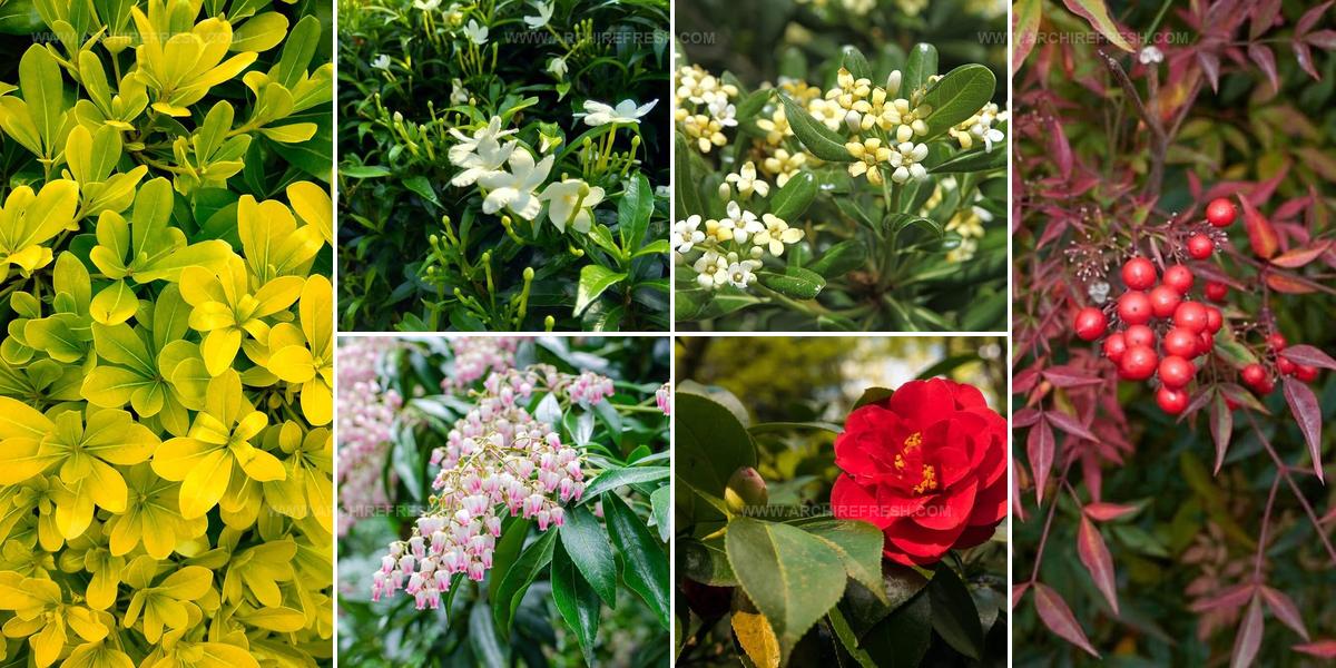 4397543 Shade Tolerant Evergreen Shrub Ideas