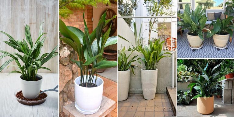 9982566 Cast Iron Plant Picture Ideas